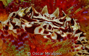 Zebra crab by Oscar Miralpeix 